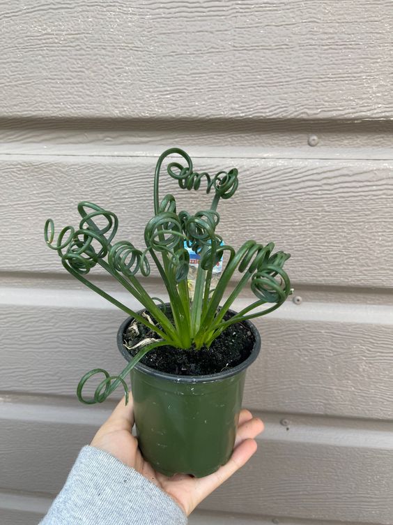 Albuca Spiralis 'Frizzle Sizzle' in dark green pot with one hand holding - Plant Studio LLC