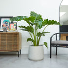 Big Alocasia Portodora in light gray pot placed on living room- Plant Studio LLC