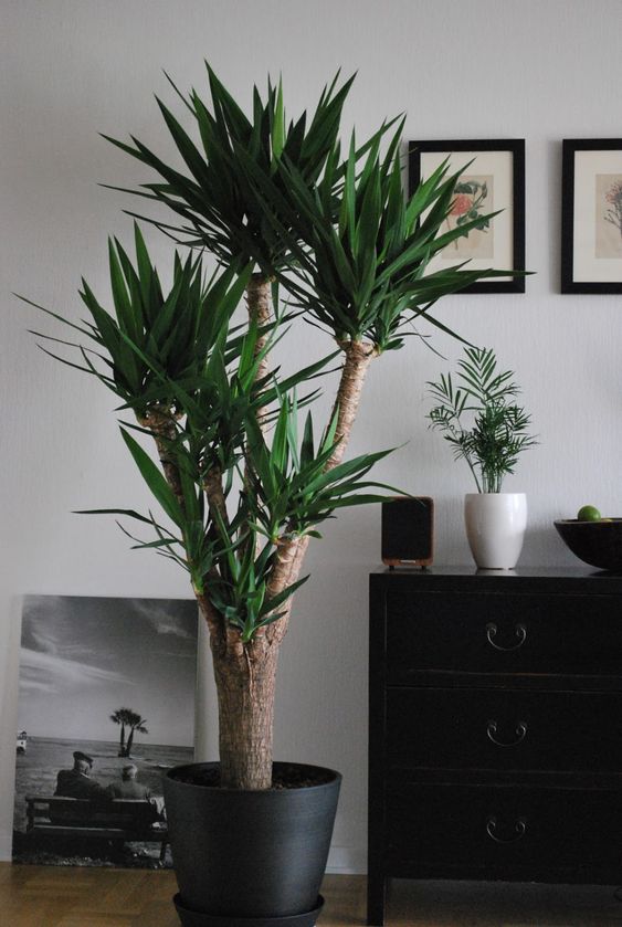 Yucca Multihead Spineless Jewel