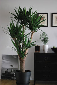 Yucca Multihead Spineless Jewel