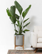 Strelitzia Nicolai Bird of Paradise - Plant Studio LLC