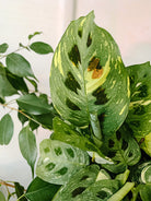 Maranta Kerchoveana Variegated - Plant Studio LLC