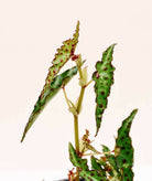 Begonia Amphioxus Plant Studio LLC 