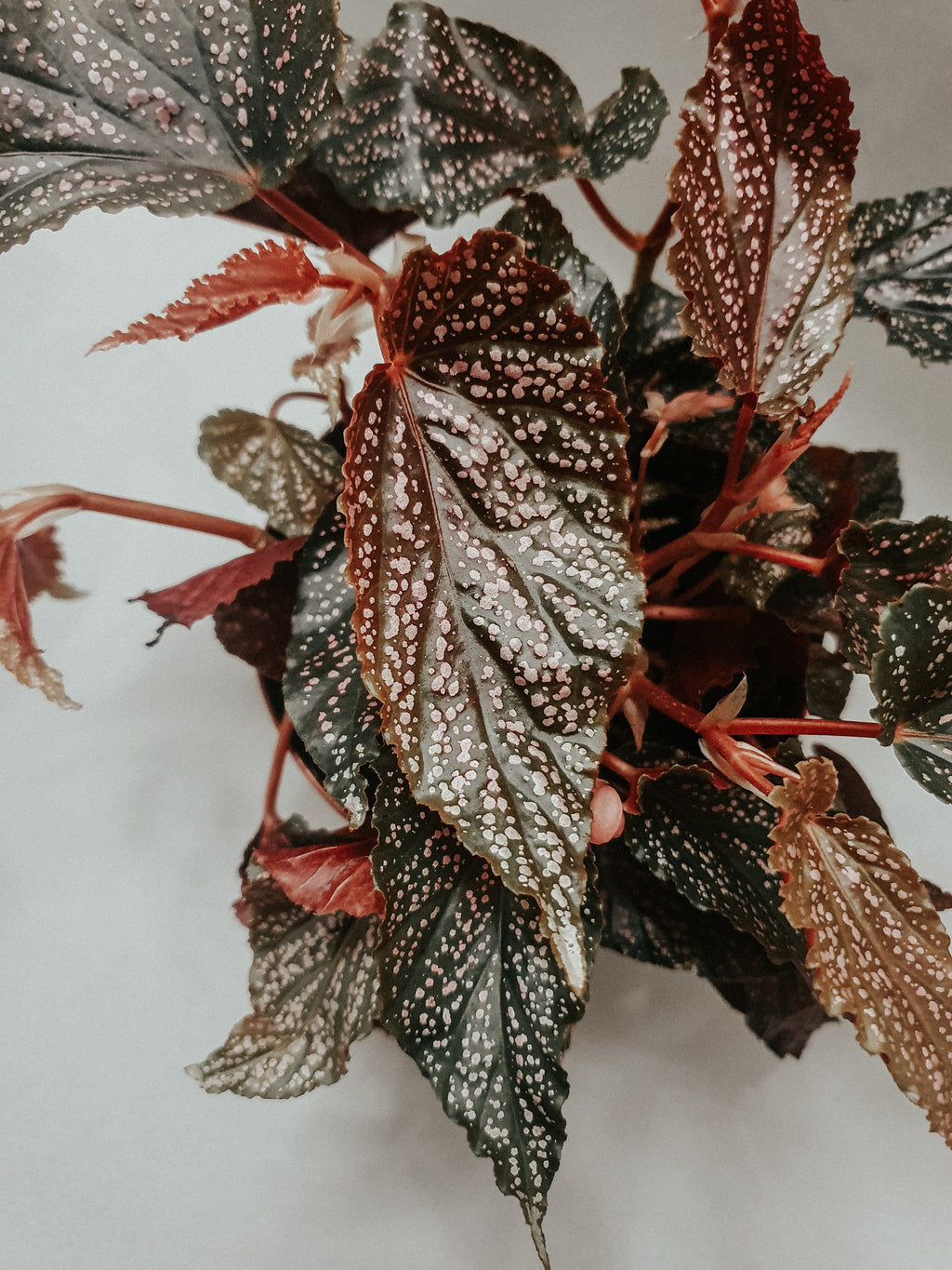 Begonia Benigo Pink Plant Studio LLC 