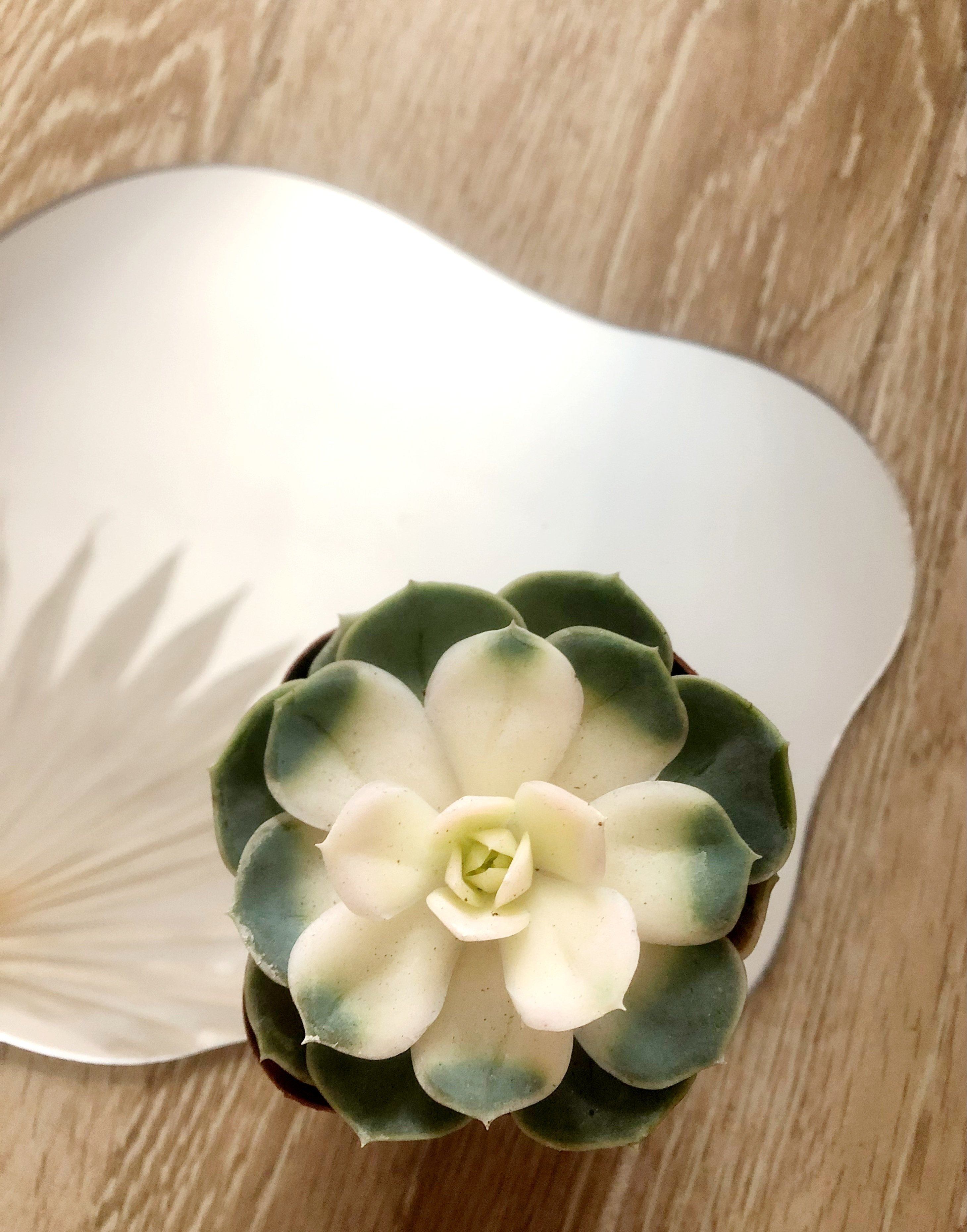 Beverly Echeveria Plant Studio LLC 