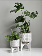 Monstera Deliciosa 65cm - Plant Studio LLC