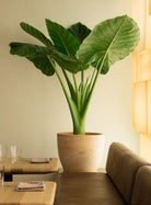 Alocasia Macrorrhiza - Plant Studio LLC