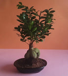 Bonsai Plant Studio LLC 