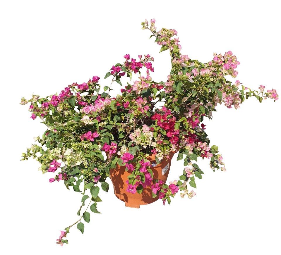 Bougainvillea - Mixed Colors Plant Studio LLC 