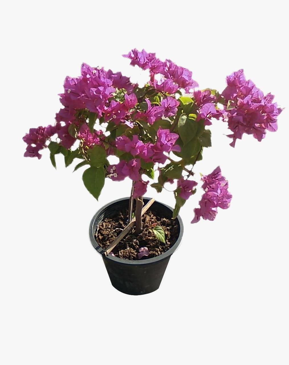 Bougainvillea - Small Five Pots Plant Studio LLC 
