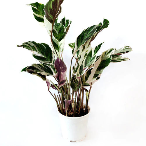 Calathea White Fusion
