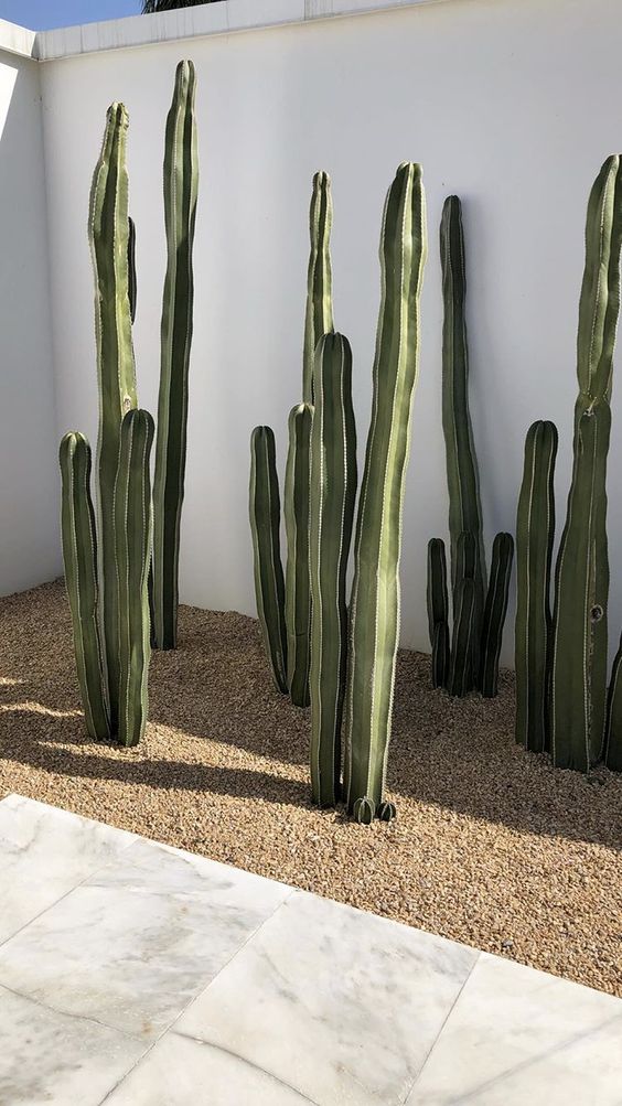 Cereus Peruvianus 'Apple Cactus' Three Heads - Plant Studio LLC