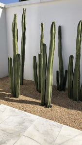 Cereus Peruvianus  'Apple Cactus' Three Heads