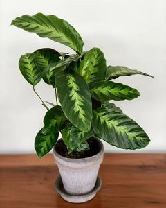 Calathea Misto
