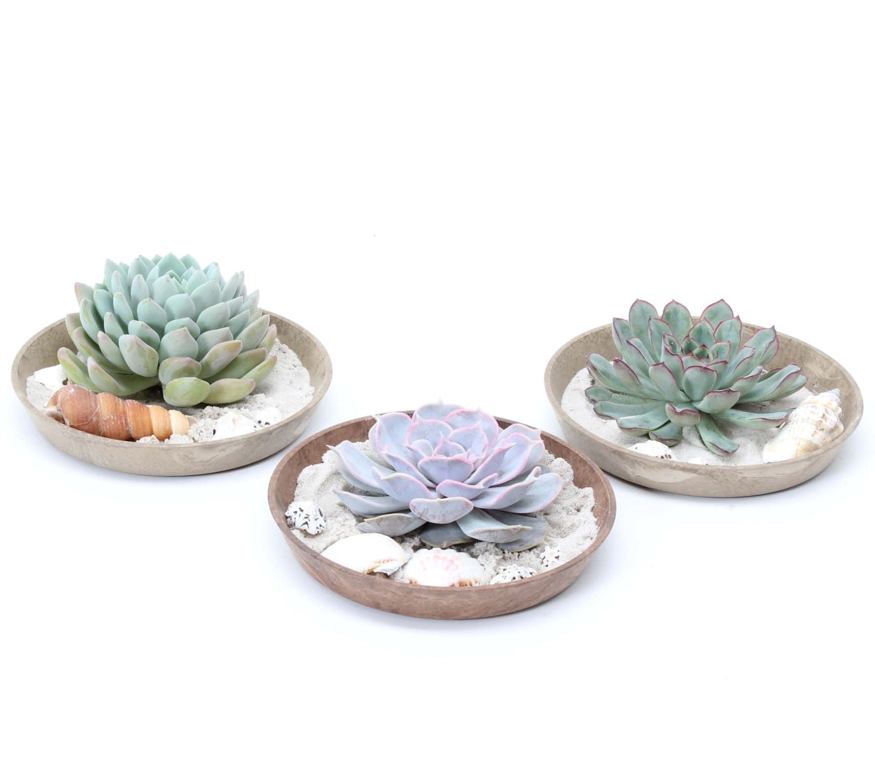 Rootless Echeveria in Oyster Pot