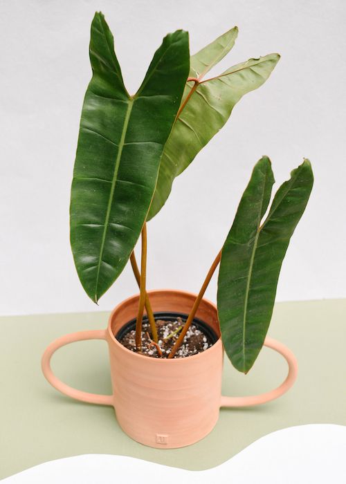 Philodendron Billitiae