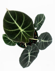 Alocasia Black Velvet