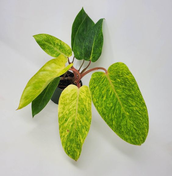 Philodendron Painted Lady - Plant Studio LLC