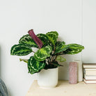 Calathea Medallion - Plant Studio LLC