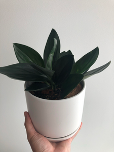 Scindapsus Treubii  'Dark Form'