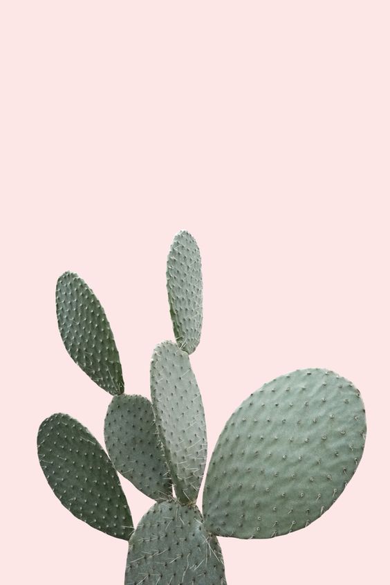 Opuntia Bunny Cactus - Plant Studio LLC