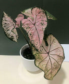 Caladium Elise Plant Studio LLC 