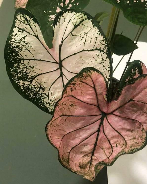 Caladium Elise Plant Studio LLC 