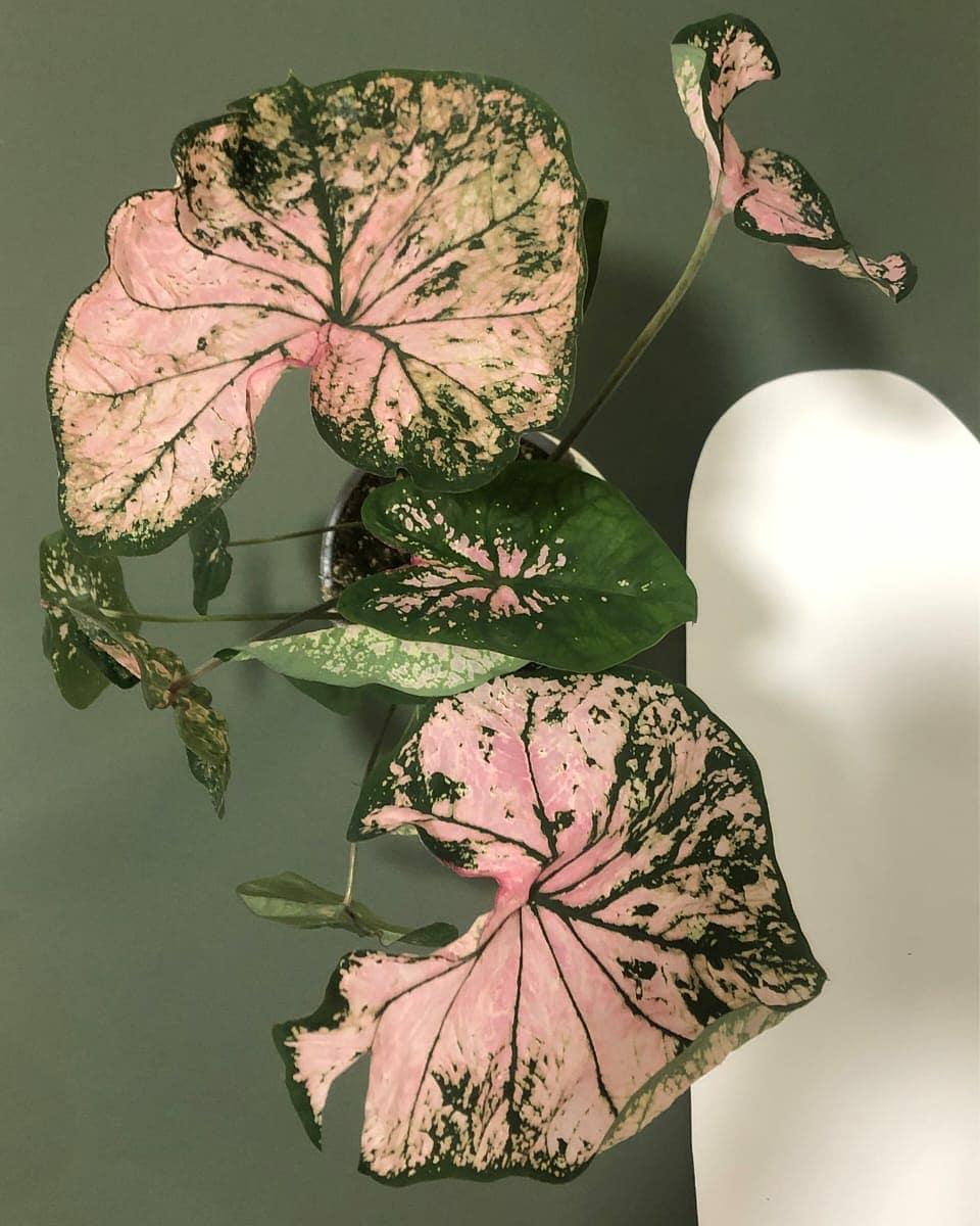 Caladium Elise Plant Studio LLC 