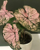 Caladium Elise Plant Studio LLC 