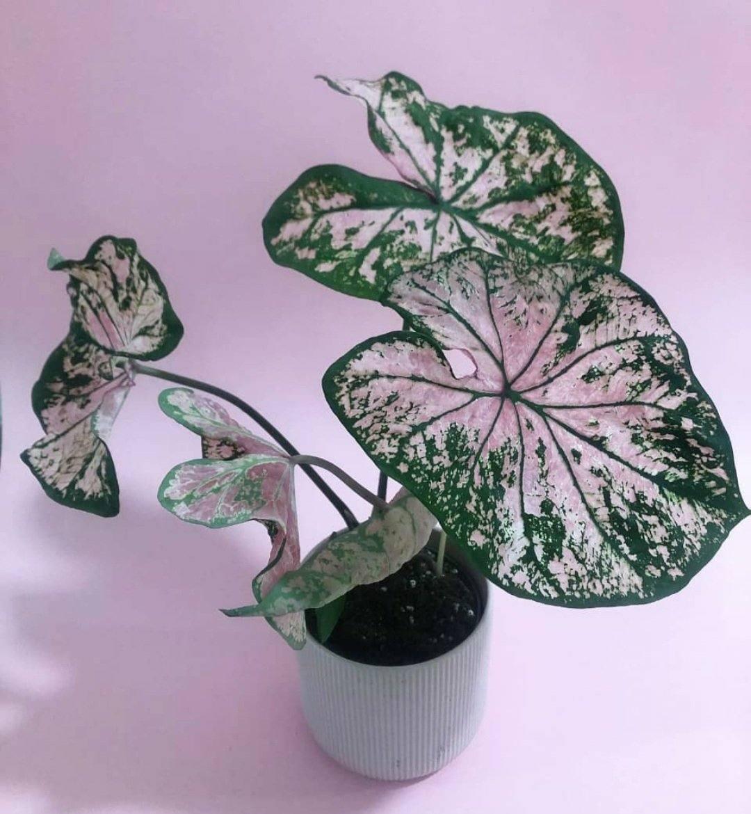 Caladium Elise Plant Studio LLC 