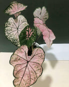 Caladium Elise Plant Studio LLC 