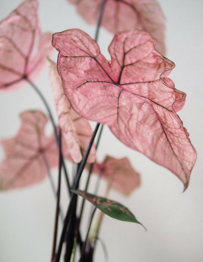 Caladium Spring Fling Plant Studio LLC 