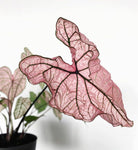 Caladium Spring Fling Plant Studio LLC 