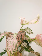 Caladium Thai Beauty Plant Studio LLC 