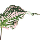 Caladium Thai Beauty Plant Studio LLC 