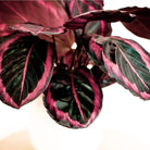 Calathea Dottie Plant Studio LLC 