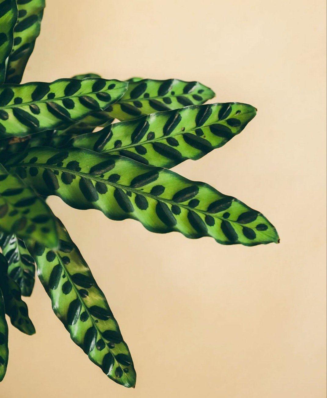 Calathea Iancifolia 'Rattle Snake' Plant Studio LLC 