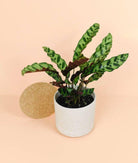 Calathea Iancifolia 'Rattle Snake' Plant Studio LLC 