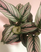 Calathea Majestica ‘White Star’ Plant Studio LLC 