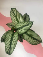 Calathea Majestica ‘White Star’ Plant Studio LLC 