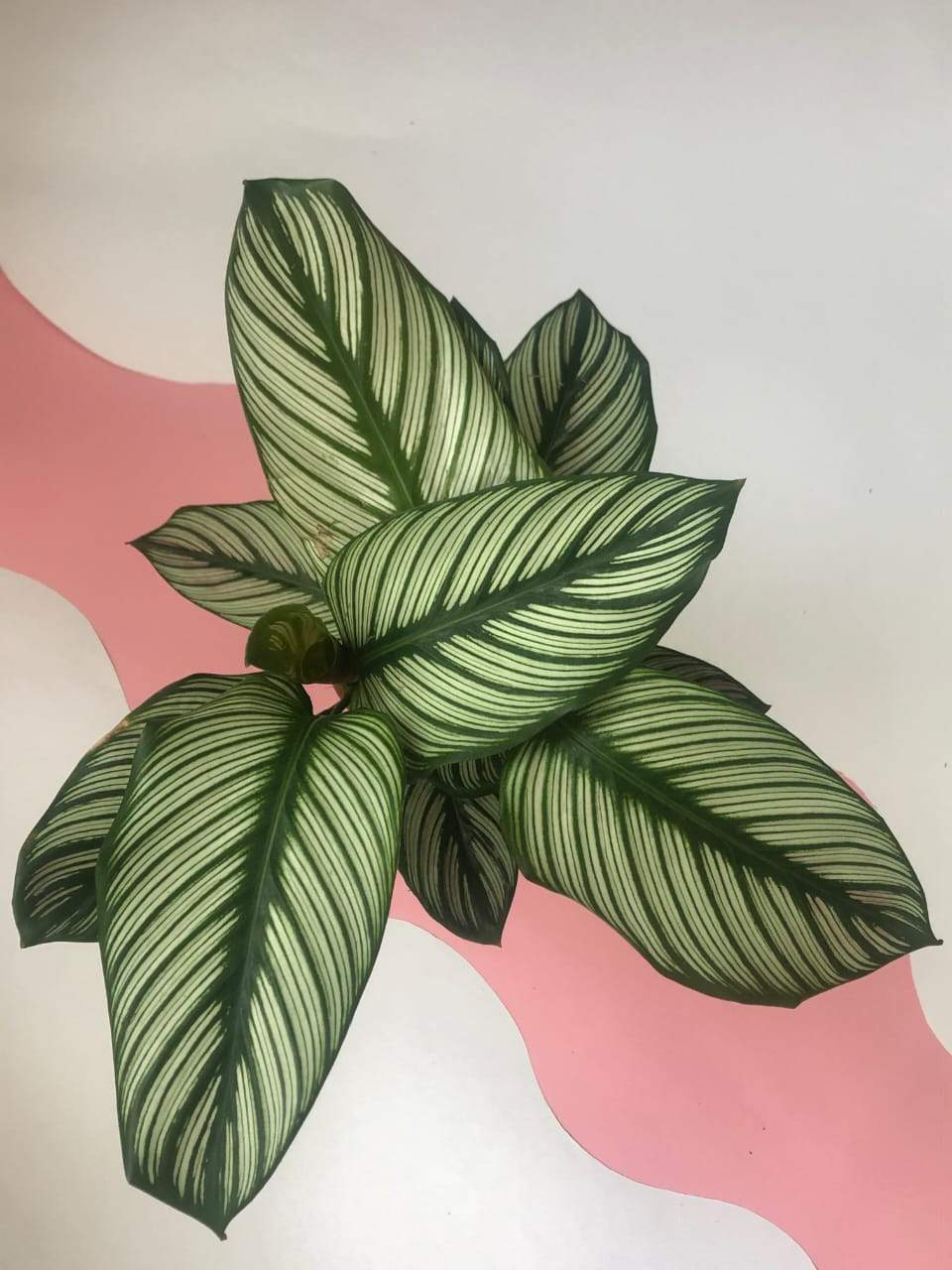 Calathea Majestica ‘White Star’ Plant Studio LLC 