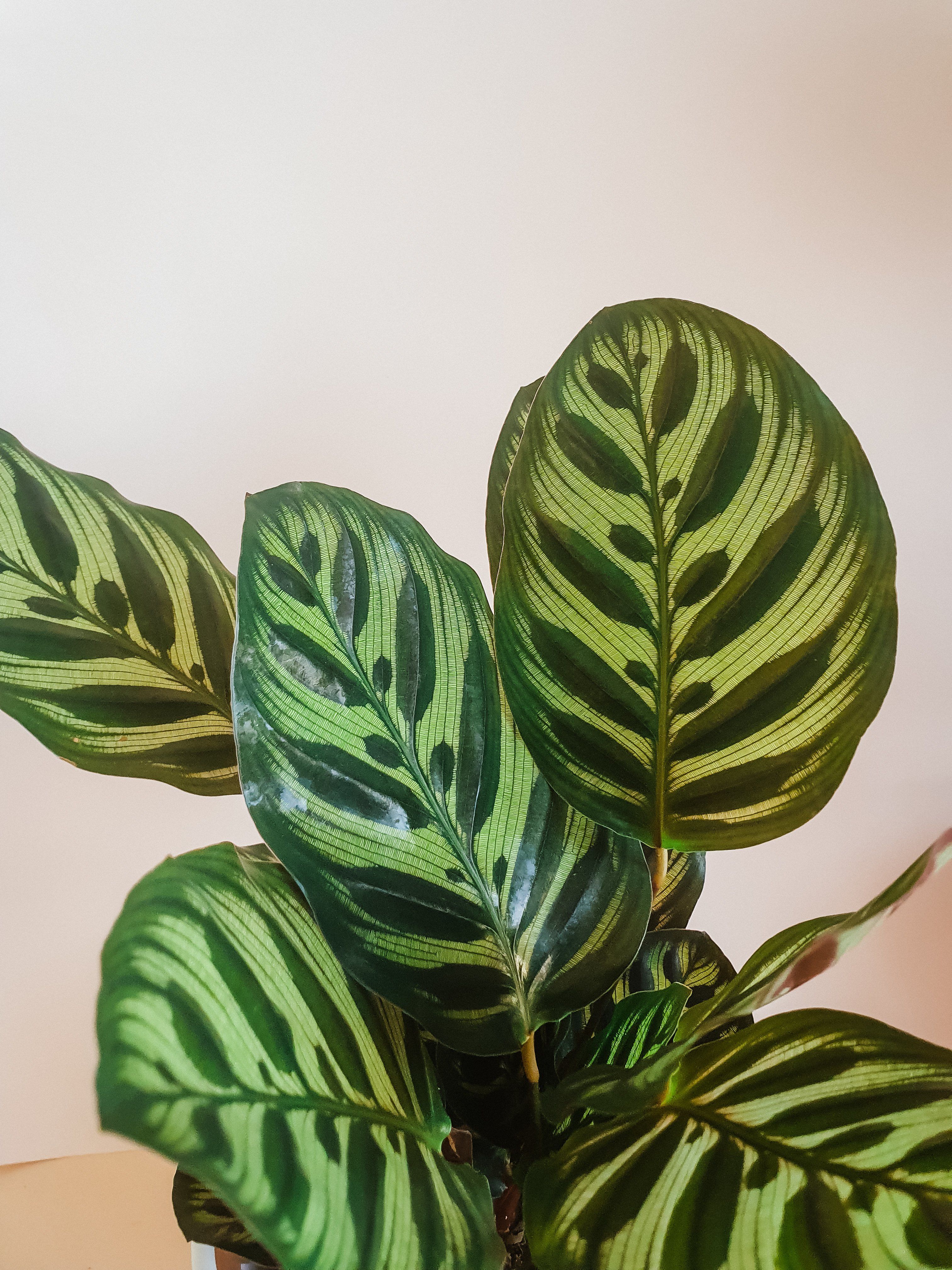 Calathea Makoyana Plant Studio LLC 