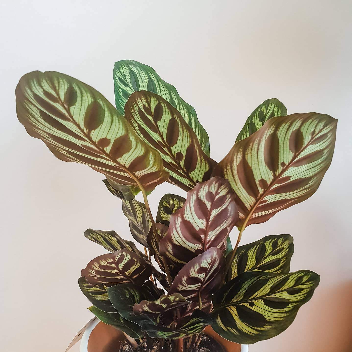 Calathea Makoyana Plant Studio LLC 