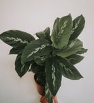 Calathea Maui Queen Plant Studio LLC 