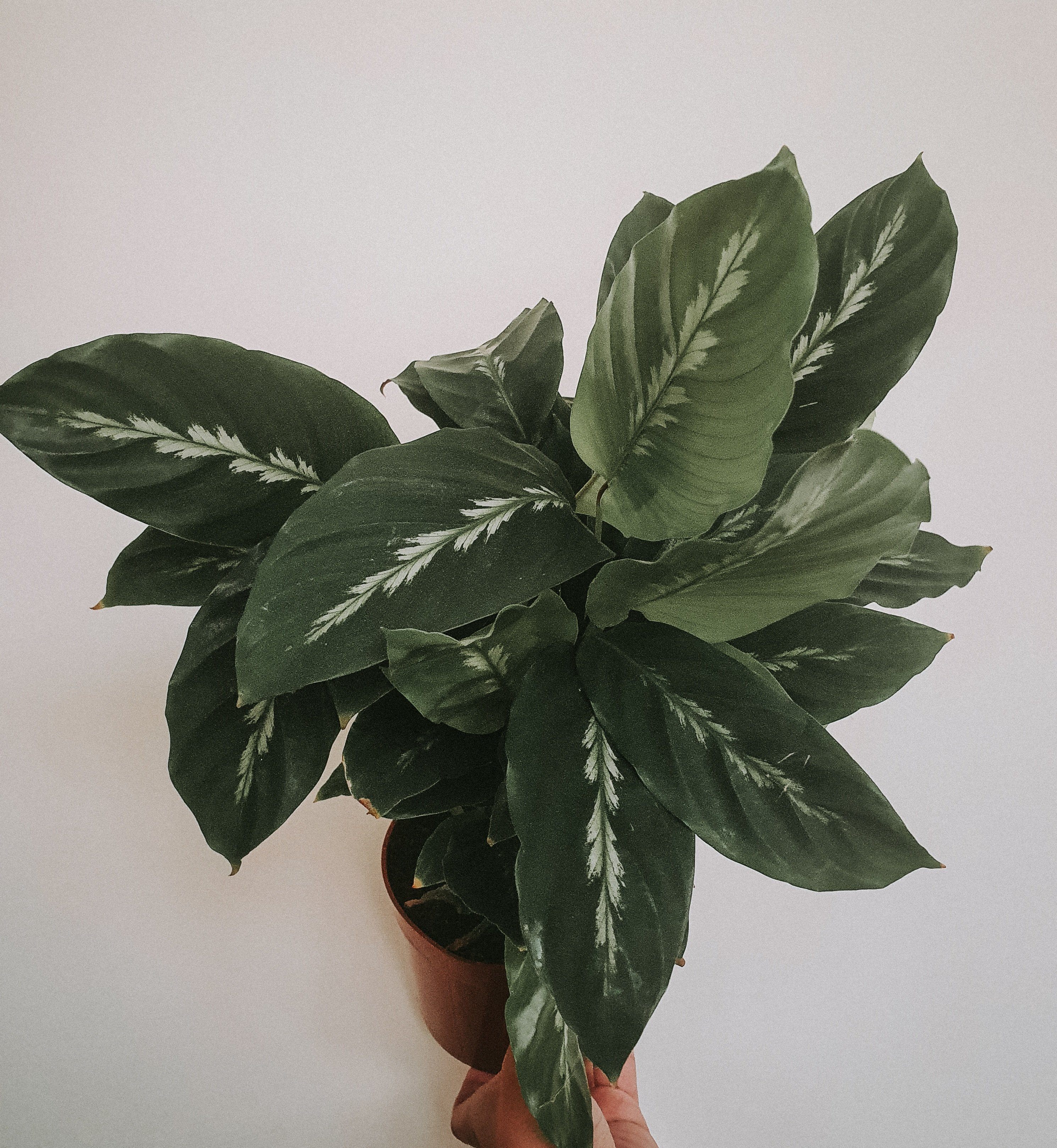 Calathea Maui Queen Plant Studio LLC 