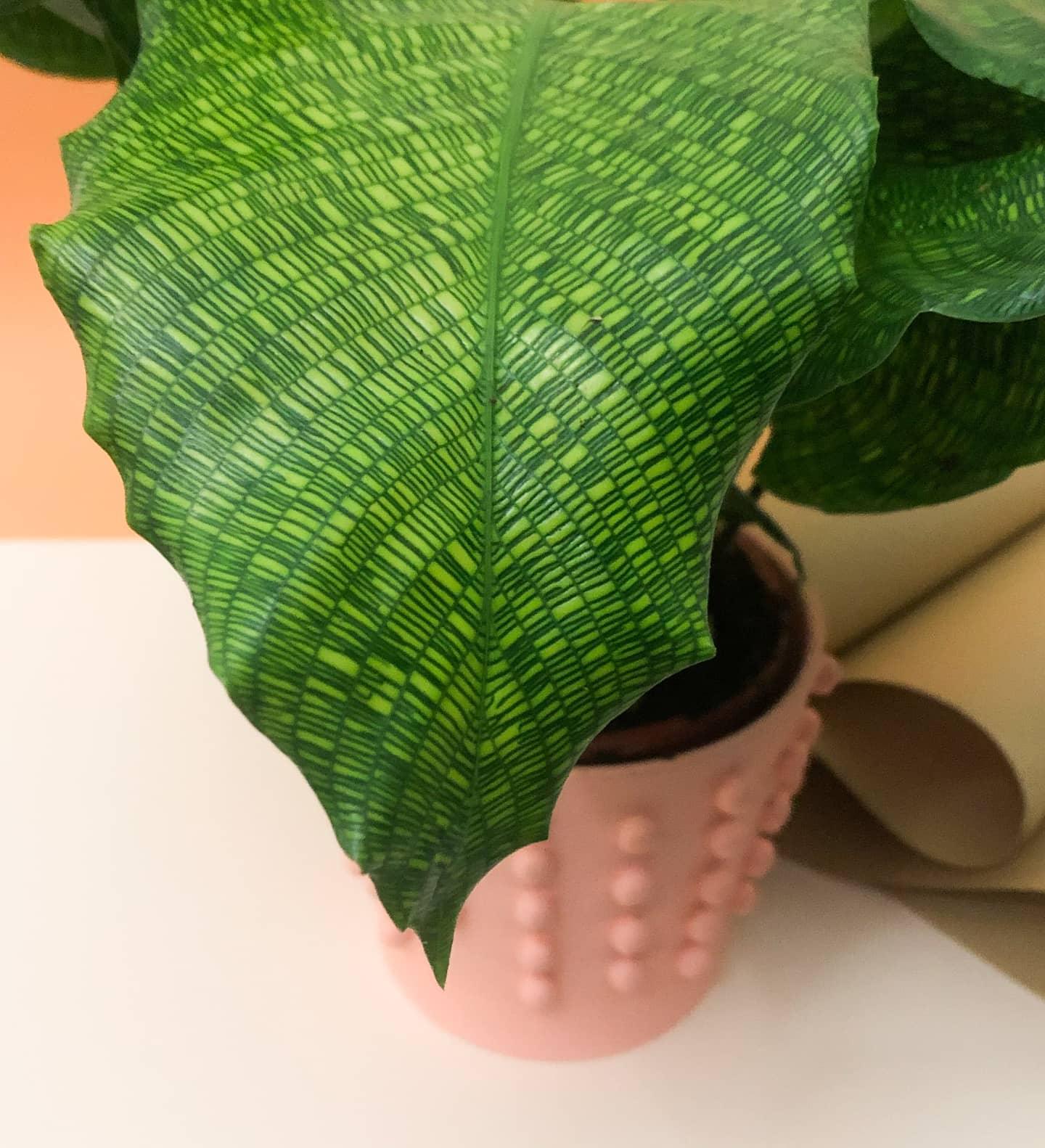 Calathea Musaica Plant Studio LLC 