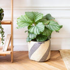 Calathea Orbifolia - Large Plant Studio LLC 