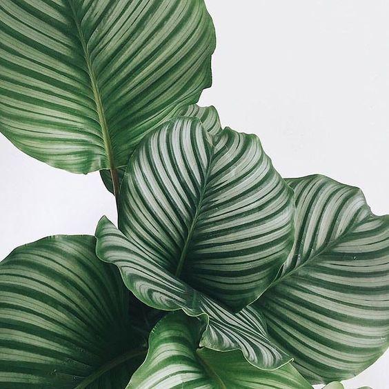 Calathea Orbifolia - Large Plant Studio LLC 