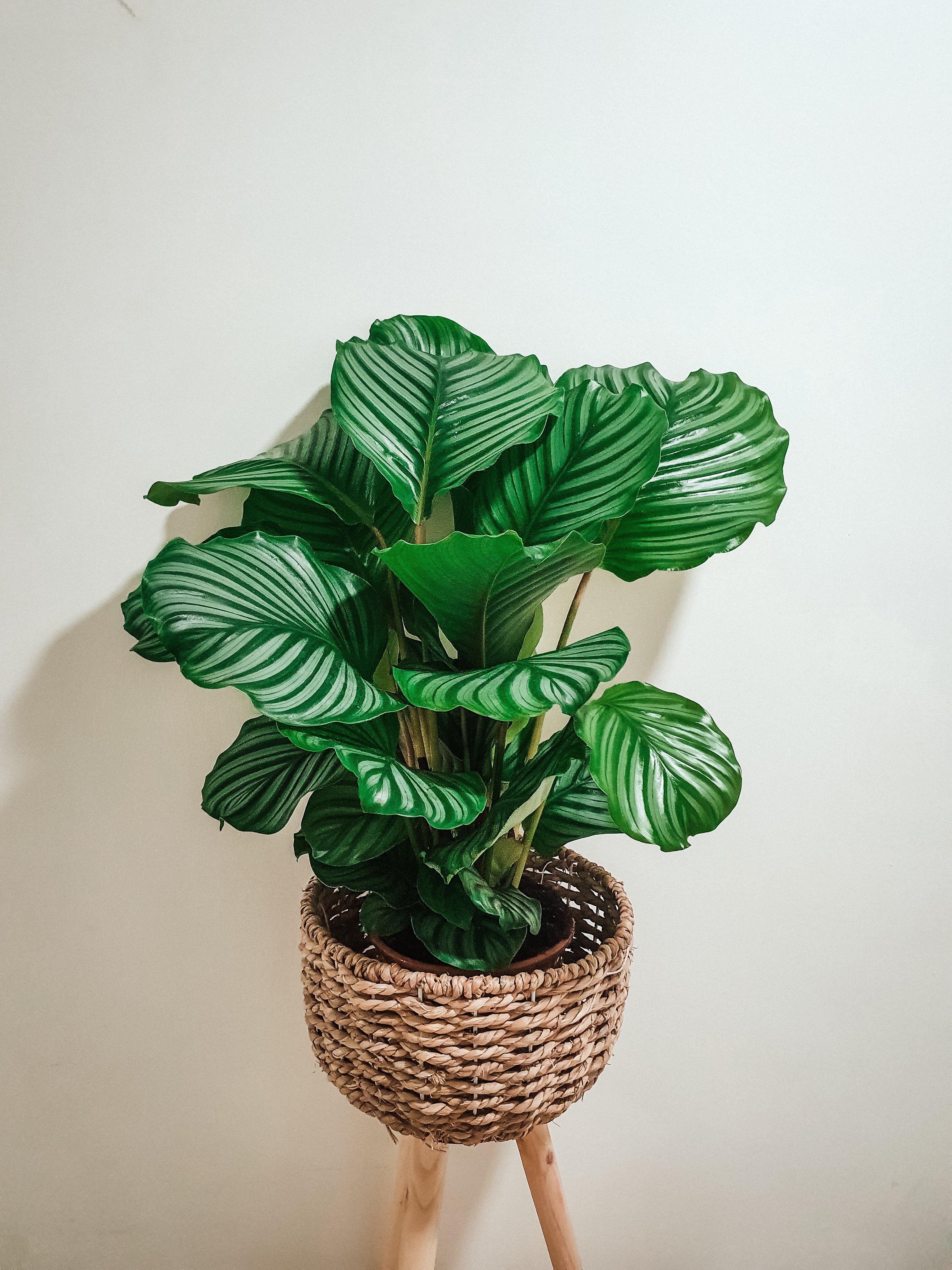 Calathea Orbifolia - Large Plant Studio LLC 