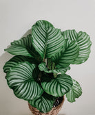 Calathea Orbifolia - Large Plant Studio LLC 